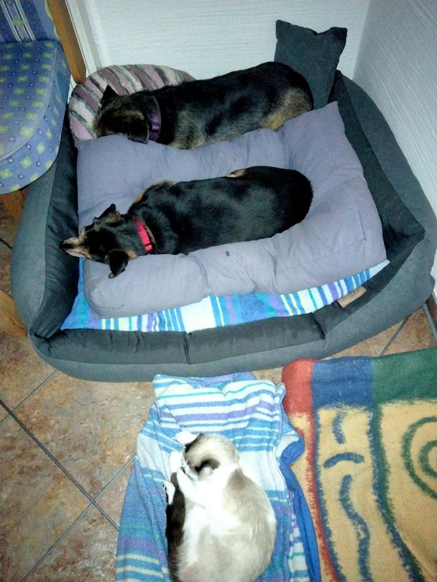 Ferienwohnung Trixi Hollersbach im Pinzgau Dış mekan fotoğraf